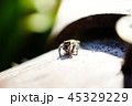 ハエトリグモ 45329229
