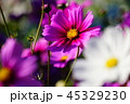 コスモス 45329230