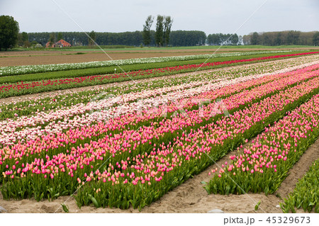 Field of tulips Field of tulips 45329673