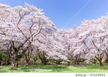 青空と緑の芝生と桜の木々１ 45329893