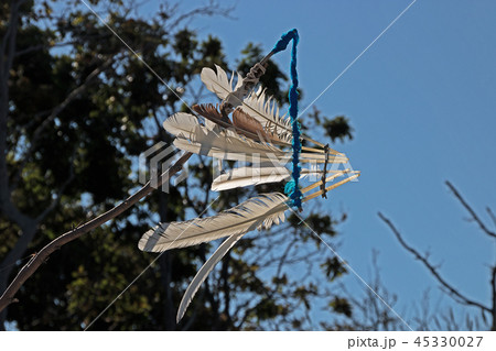 Various bird feathers Various bird feathers 45330027