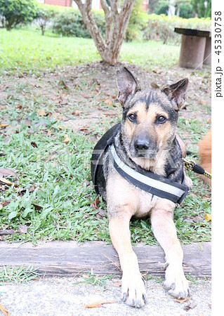 犬 狗 わんこ 45330758