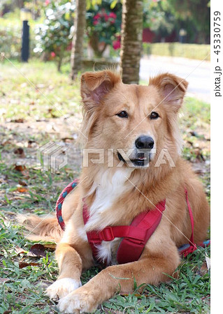 犬 狗 わんこ 45330759