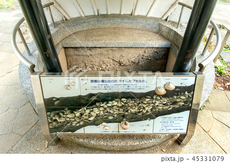 大森貝塚遺跡庭園 45331079