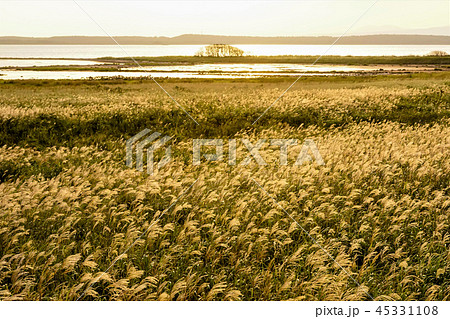 野付半島 ナラワラ 45331108