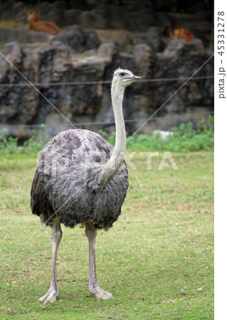 ダチョウ ダチョウ 45331278