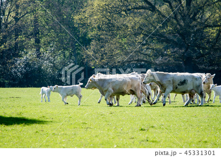 草原を歩く親子の牛たち 45331301