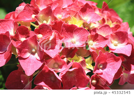 紫陽花 アジサイ あじさい 45332545