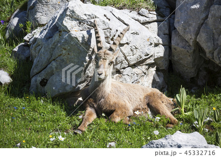 Male Alpine ibex (Capra ibex) Male Alpine ibex (Capra ibex) 45332716
