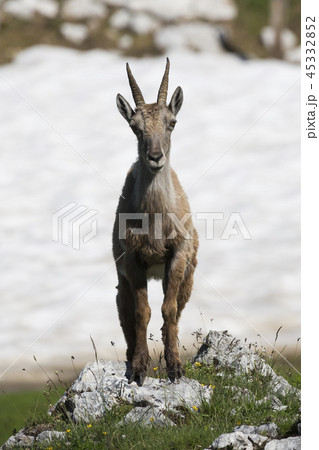 Female Alpine ibex (Capra ibex) Female Alpine ibex (Capra ibex) 45332852
