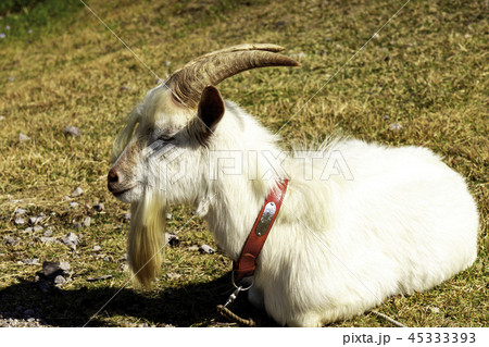 ヤギ　大山桝水高原 45333393