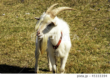 ヤギ　大山桝水高原 45333394