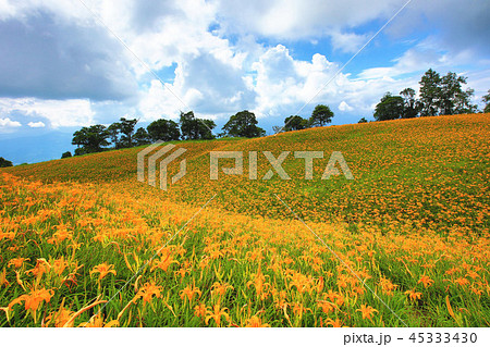 ニッコウキスゲ キスゲ デイリリー 45333430