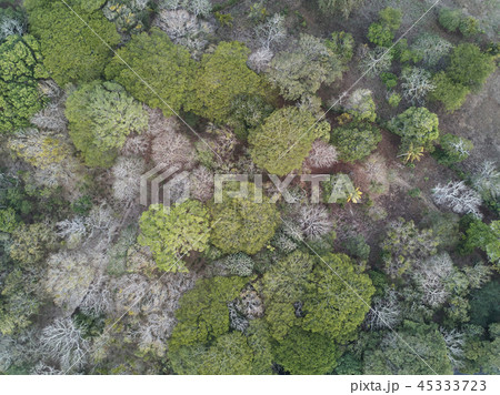 Nature forest background aerial view Nature forest background aerial view 45333723