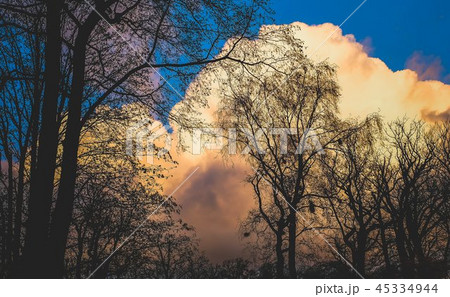 Trees in autumn with dutch sky Trees in autumn with dutch sky 45334944