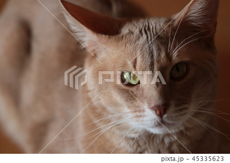 我が家のミルクさん 我が家のミルクさん 45335623