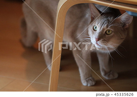 我が家のミルクさん 我が家のミルクさん 45335626