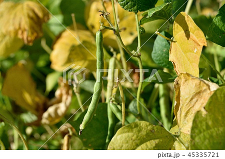 Azuki red beans before harvest - Stock Photo [45335721] - PIXTA