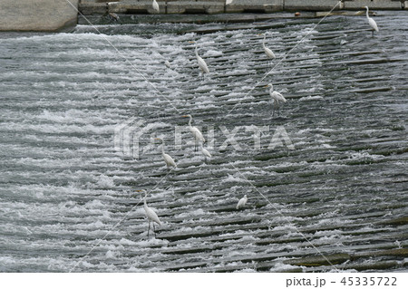 サギ・シラサギ・漁場・砂防堰堤・鮎 45335722