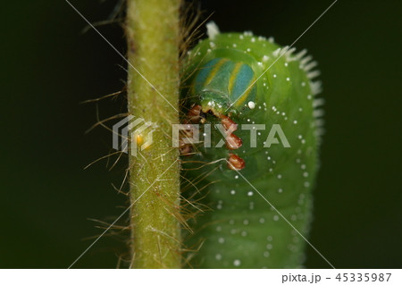 生き物 昆虫 ヒメクロホウジャク 幼虫です 顔は尻尾と同じ色の縞模様 脚は赤褐色ですの写真素材
