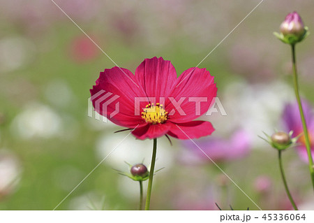 コスモス - ドワーフセンセーション 45336064