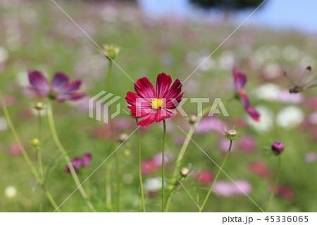 コスモス - ドワーフセンセーション 45336065