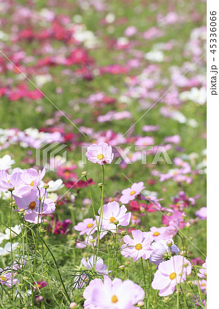 コスモス - ドワーフセンセーション コスモス - ドワーフセンセーション 45336066