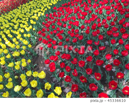 チューリップ赤黄 45336610