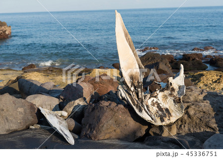 クジラ　骨 45336751