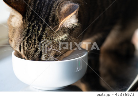 キャットフード食べる猫 45336973