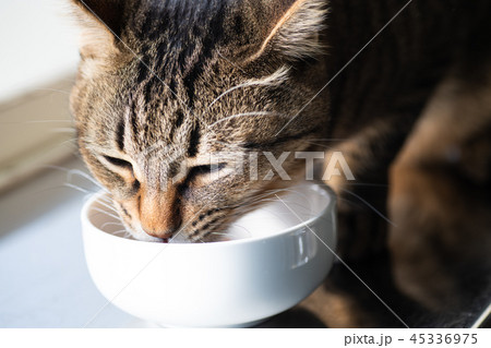 キャットフード食べる猫 キャットフード食べる猫 45336975