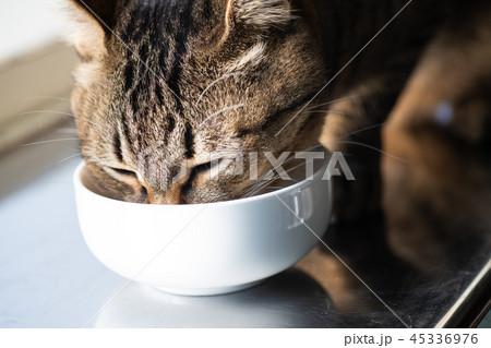 キャットフード食べる猫 45336976