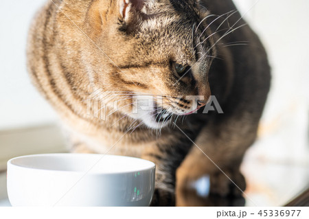 キャットフード食べる猫 キャットフード食べる猫 45336977