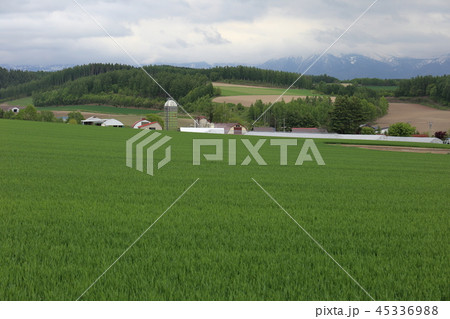 北海道 上川地方 牧場のある風景 北海道 上川地方 牧場のある風景 45336988