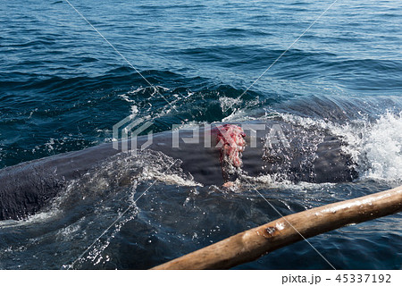 ラマレラ村　捕鯨 45337192