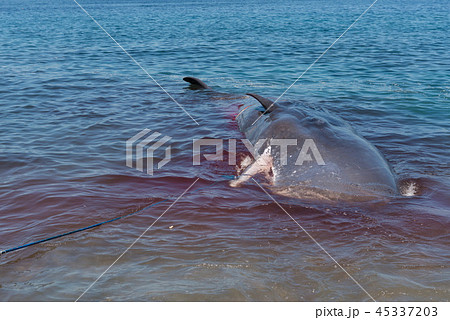 ラマレラ村　捕鯨 45337203