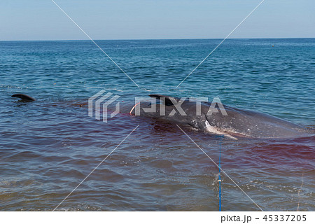 ラマレラ村　捕鯨 45337205