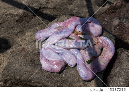 クジラ　内蔵 45337256