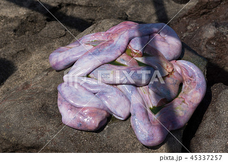 クジラ　内蔵 45337257