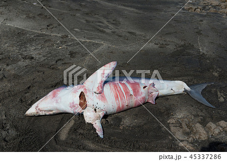 サメ　死骸 45337286