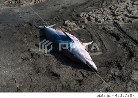 サメ　死骸 45337287