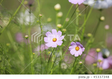 コスモス - ドワーフセンセーション　ミックス 45337348