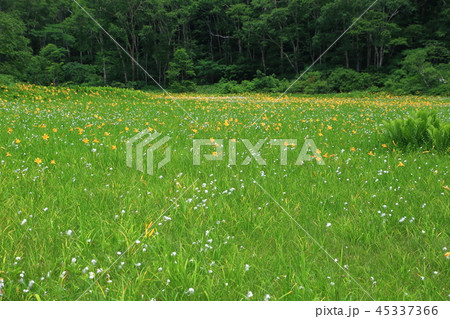 ニッコウキスゲの花 45337366