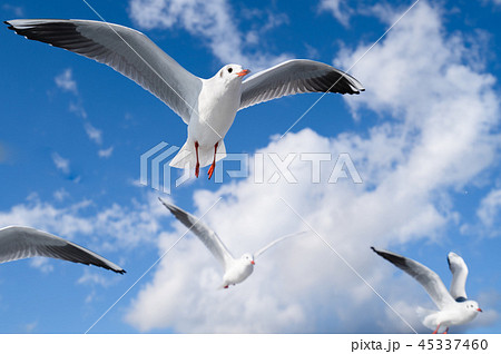 空を飛ぶカモメの写真 海鳥のイメージの写真素材 45337460 Pixta