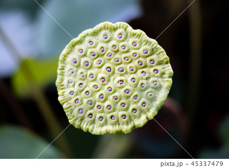 開花前のハスの花 / ハスの花托 / 蓮のイメージ 開花前のハスの花 / ハスの花托 / 蓮のイメージ 45337479