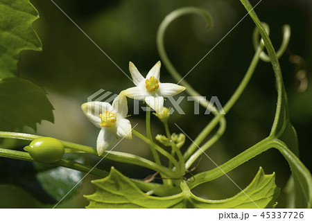 花 植物 幹 45337726