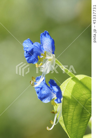 ツユクサ 風景 植物 45337731