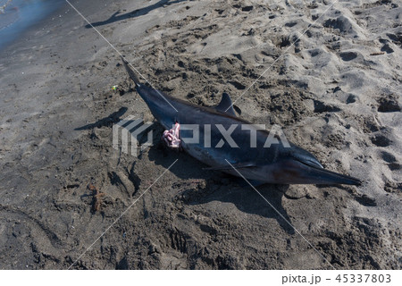 イルカ　死骸 45337803