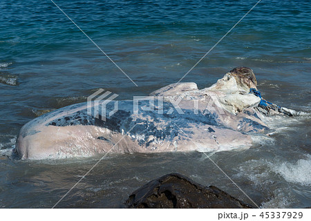 ラマレラ村　捕鯨 45337929