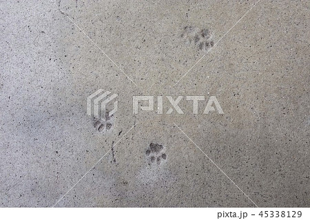 コンクリートと猫の足跡の写真素材